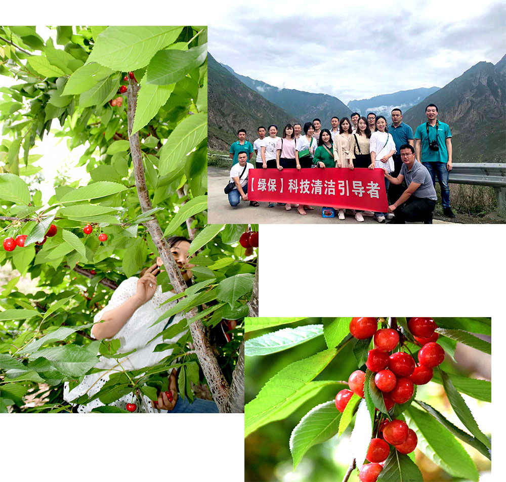 綠保摘車厘子 綠保摘車厘子
